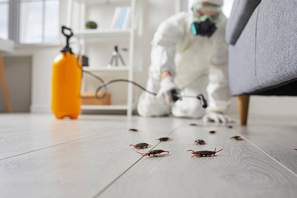 Post-Treatment Bed Bug Interceptor Monitoring in Eureka Mill